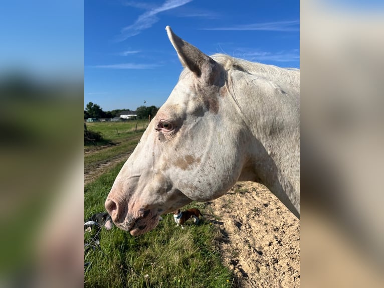Appaloosa Ruin 8 Jaar 154 cm  in Nalbach