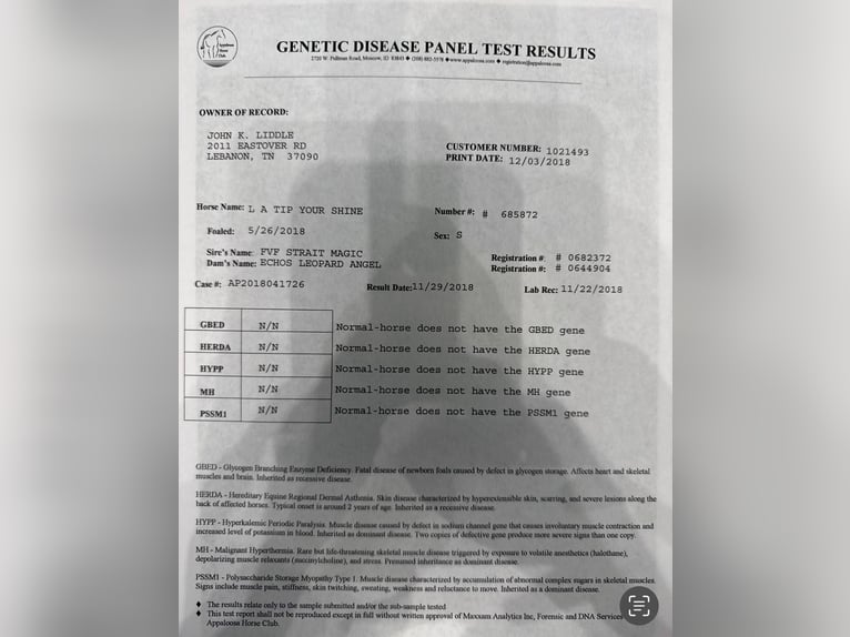 Appaloosa Ruin 8 Jaar 155 cm Zwart in Lipan TX