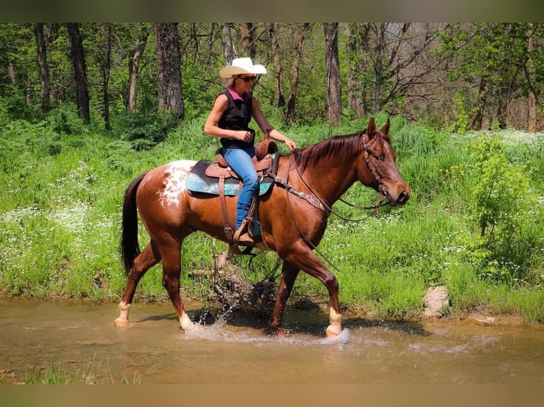 Appaloosa Ruin 8 Jaar 163 cm Donkere-vos in Hillsboro