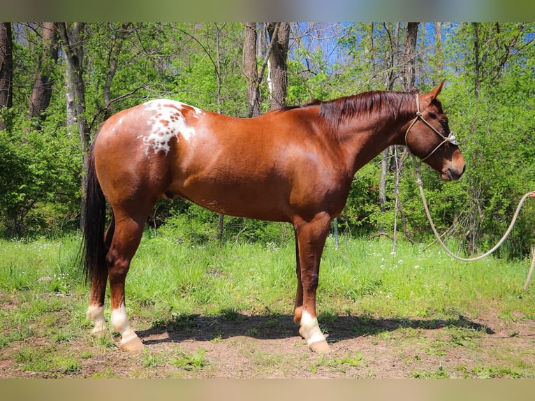 Appaloosa Ruin 8 Jaar 163 cm Donkere-vos in Hillsboro