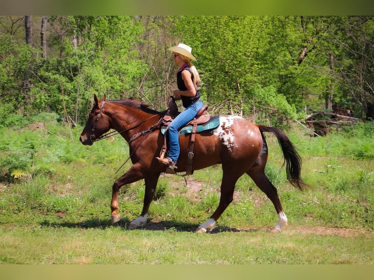 Appaloosa Ruin 8 Jaar 163 cm Donkere-vos in Hillsboro