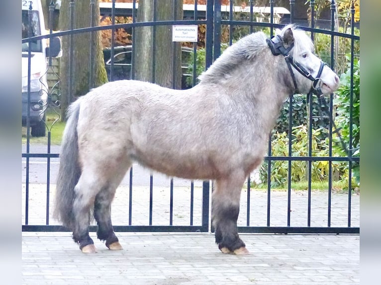 Appaloosa Ruin 8 Jaar 94 cm Gevlekt-paard in Halle