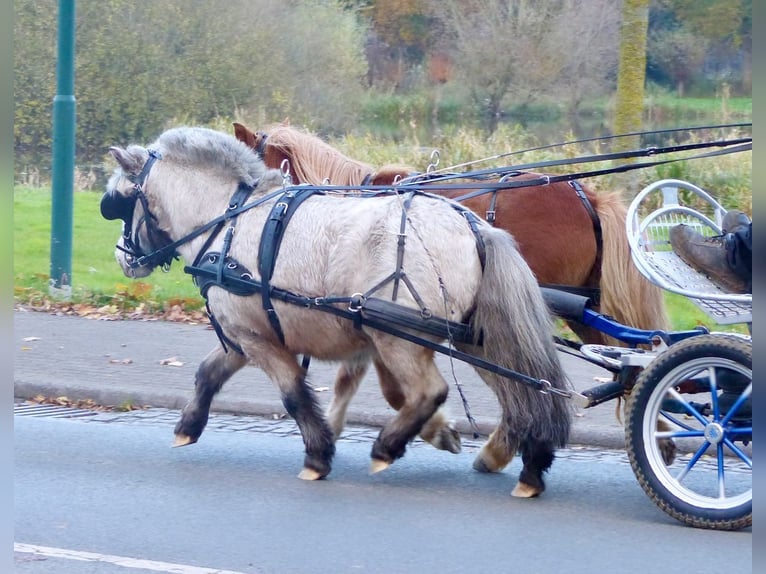 Appaloosa Ruin 8 Jaar 94 cm Gevlekt-paard in Halle