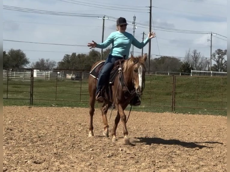 Appaloosa Ruin 8 Jaar Donkere-vos in Weatherford TX