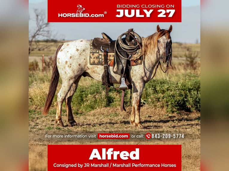 Appaloosa Ruin 8 Jaar Roan-Red in Ryan