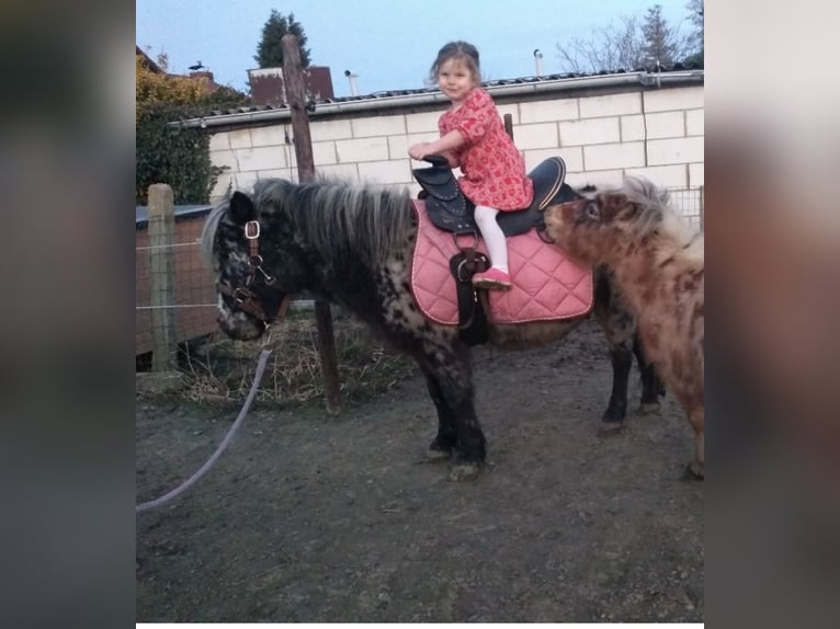 Appaloosa Ruin 9 Jaar 107 cm Appaloosa in Averbode