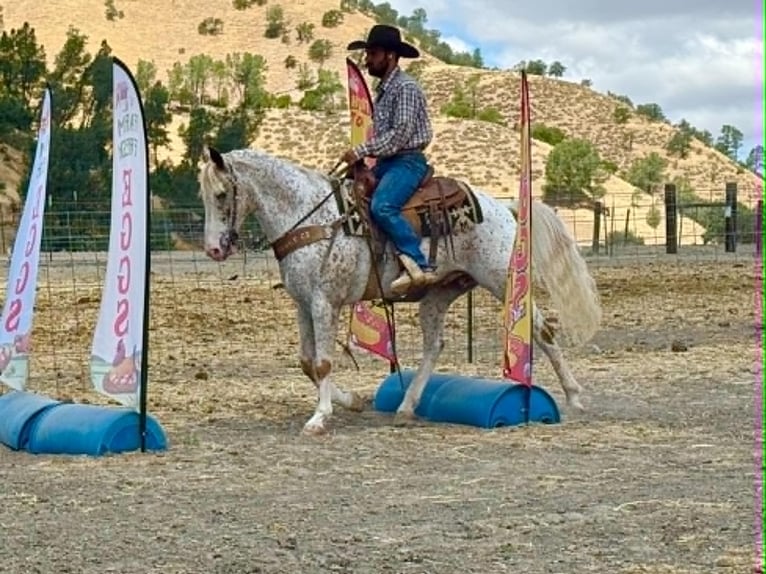 Appaloosa Ruin 9 Jaar 150 cm Roodvos in Tres Pinos