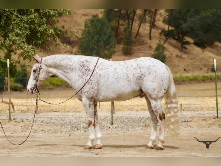 Appaloosa Ruin 9 Jaar 150 cm Roodvos in Tres Pinos