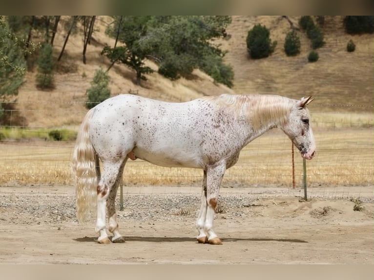 Appaloosa Ruin 9 Jaar 150 cm Roodvos in Tres Pinos