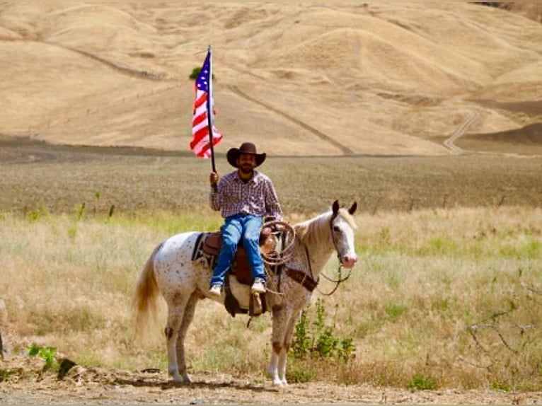 Appaloosa Ruin 9 Jaar 150 cm Roodvos in Tres Pinos