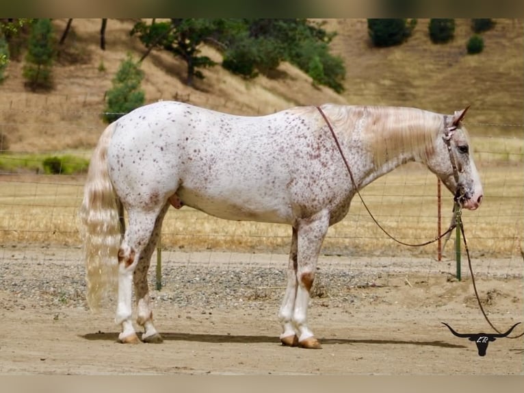 Appaloosa Ruin 9 Jaar 150 cm Roodvos in Tres Pinos