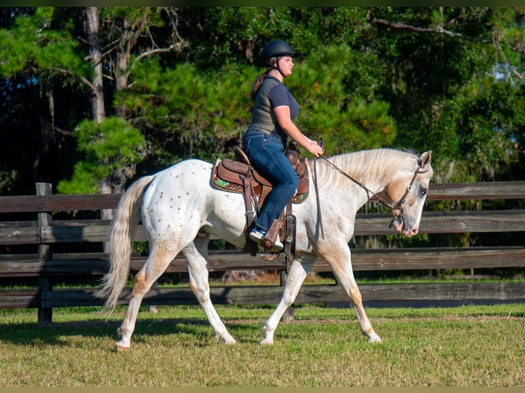 Appaloosa Ruin 9 Jaar 155 cm Palomino in Ocala