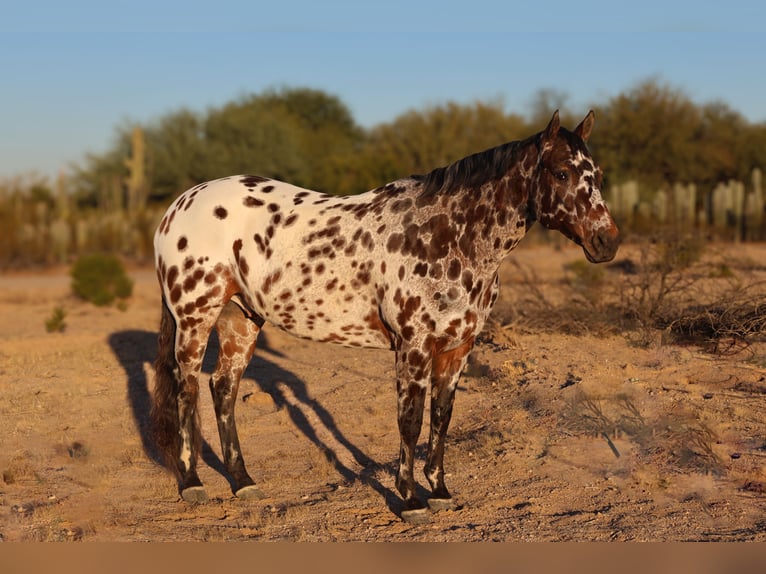 Appaloosa Ruin 9 Jaar 160 cm in Waterford