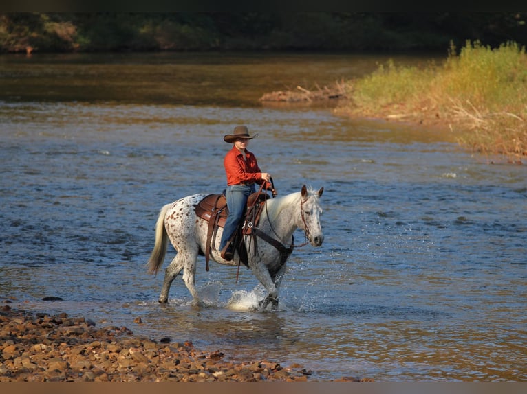 Appaloosa Ruin 9 Jaar Donkere-vos in Clarion