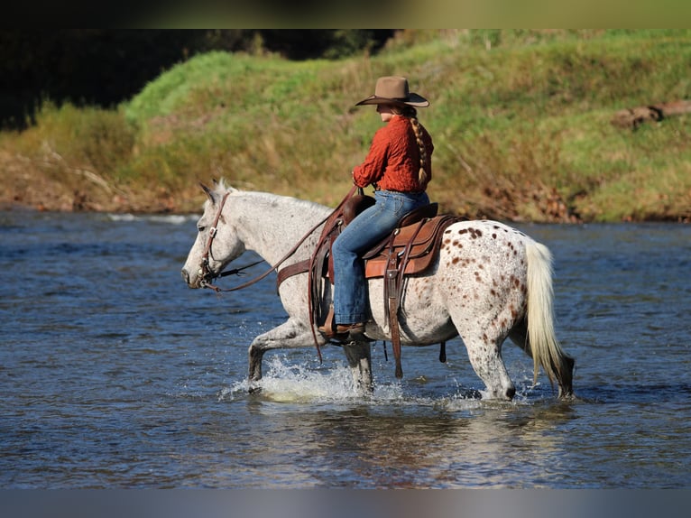 Appaloosa Ruin 9 Jaar Donkere-vos in Clarion