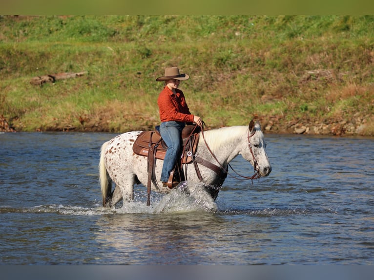 Appaloosa Ruin 9 Jaar Donkere-vos in Clarion