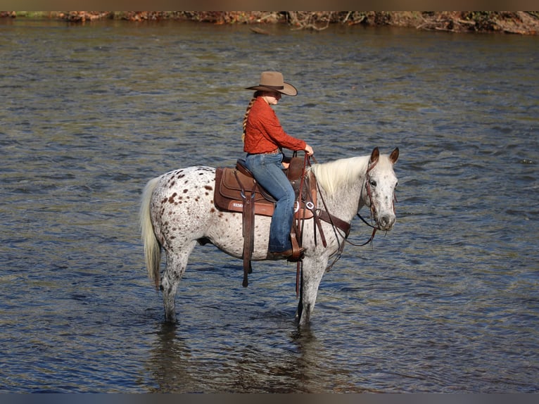 Appaloosa Ruin 9 Jaar Donkere-vos in Clarion