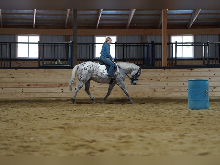 Appaloosa Ruin 9 Jaar Donkere-vos in Clarion