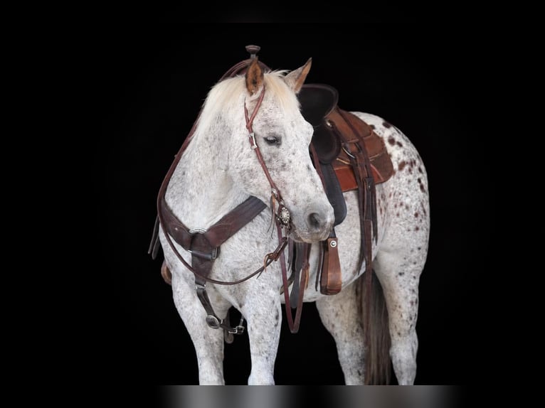 Appaloosa Ruin 9 Jaar Donkere-vos in Clarion