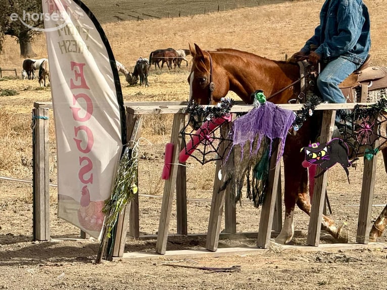 Appaloosa Ruin 9 Jaar Roodvos in Tres Pinos