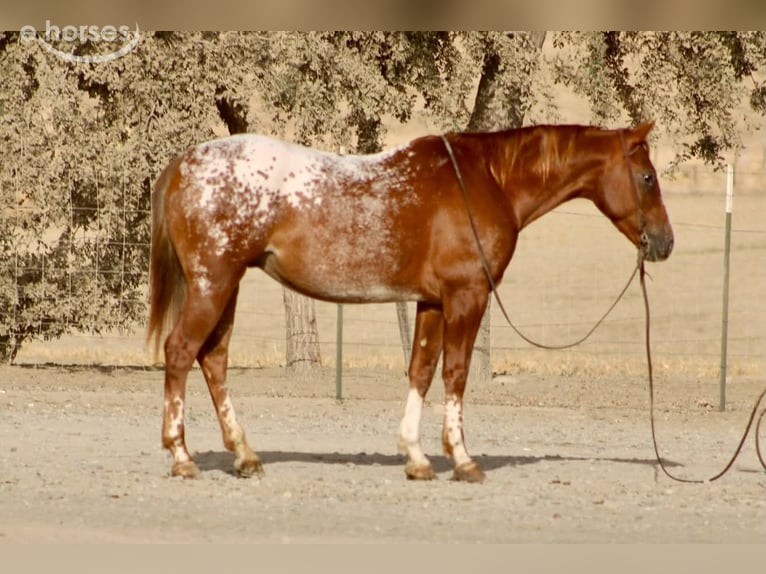 Appaloosa Ruin 9 Jaar Roodvos in Tres Pinos