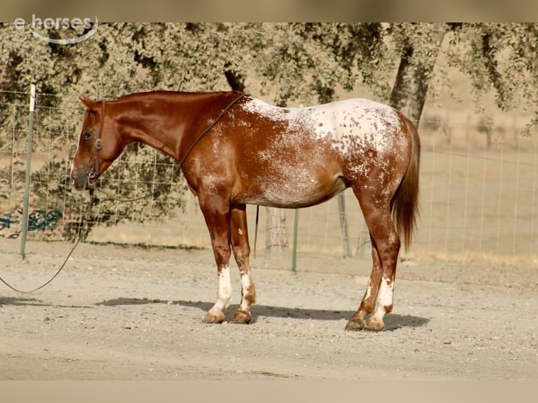 Appaloosa Ruin 9 Jaar Roodvos in Tres Pinos
