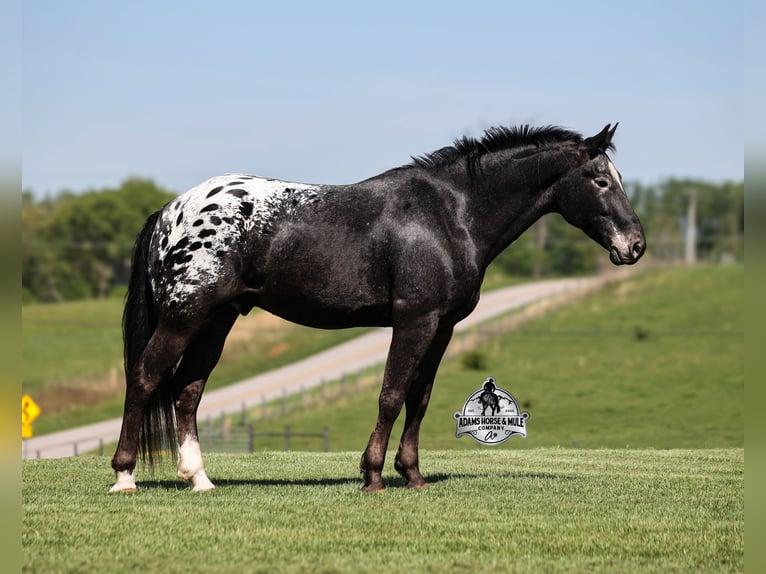 Appaloosa Ruin 9 Jaar Zwart in Mount Vernon, KY