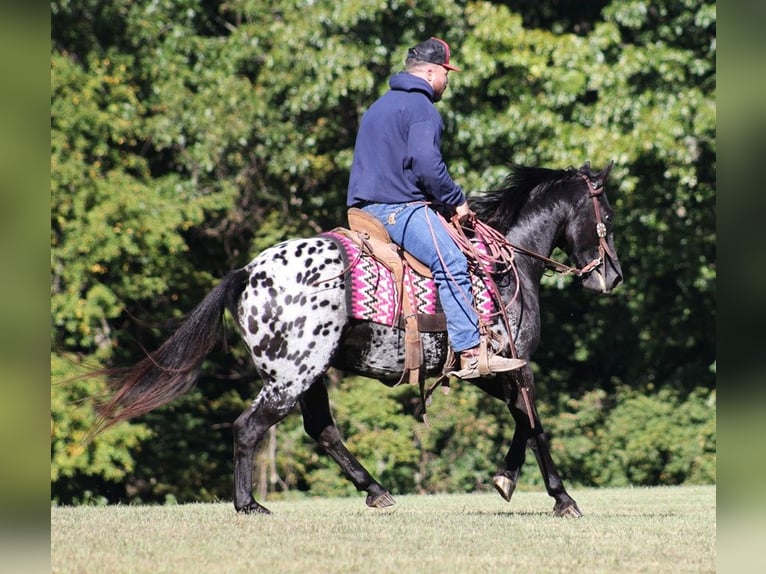 Appaloosa Ruin 9 Jaar Zwart in Brodhead KY