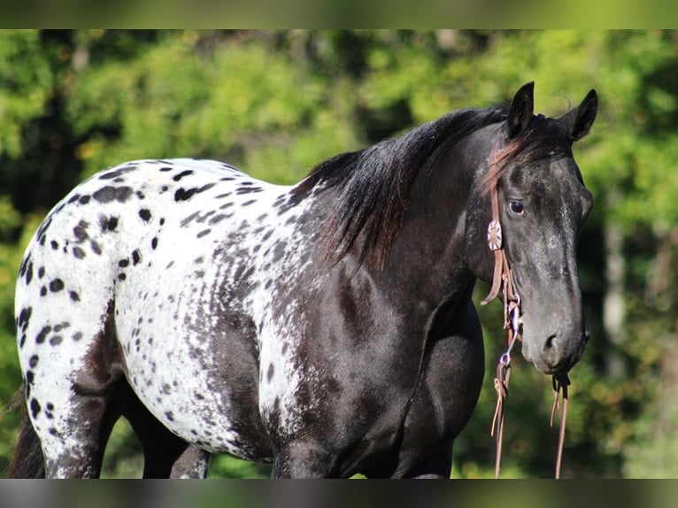 Appaloosa Ruin 9 Jaar Zwart in Brodhead KY