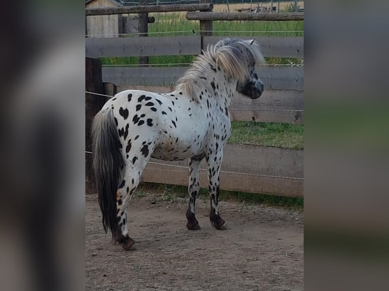 Appaloosa Semental 10 años 86 cm Atigrado/Moteado in Seyring