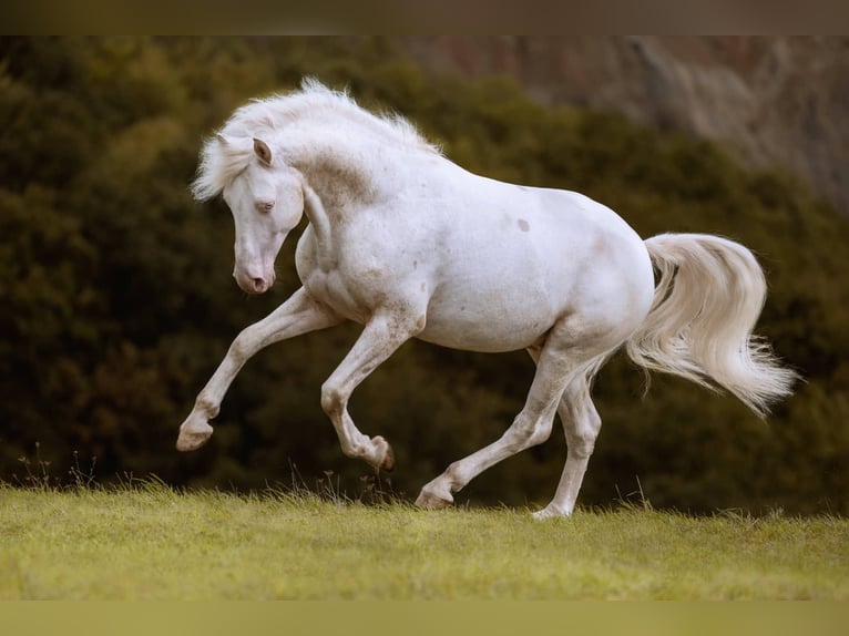 Appaloosa Semental 11 años 152 cm Atigrado/Moteado in goven