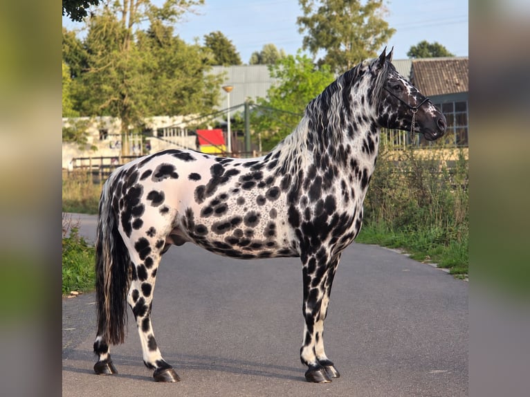 Appaloosa Semental 12 años 162 cm Atigrado/Moteado in Weert