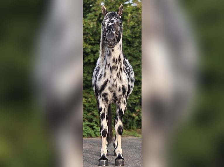 Appaloosa Semental 12 años 162 cm Atigrado/Moteado in Weert