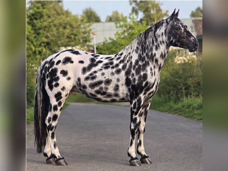 Appaloosa Semental 12 años 162 cm Atigrado/Moteado in Weert
