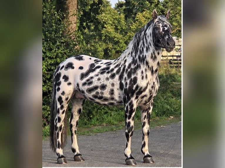 Appaloosa Semental 12 años 162 cm Atigrado/Moteado in Weert