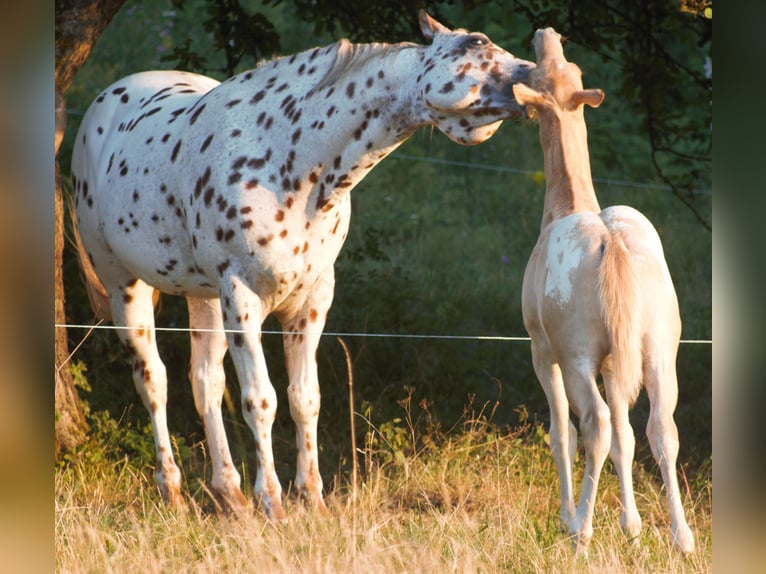 Appaloosa Semental 14 años 163 cm Atigrado/Moteado in Kirtorf