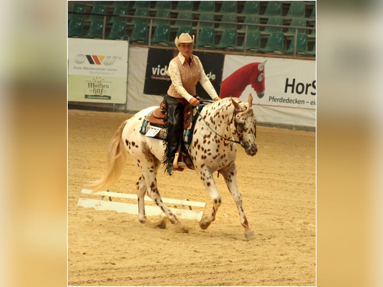 Appaloosa Semental 14 años 163 cm Atigrado/Moteado in Kirtorf
