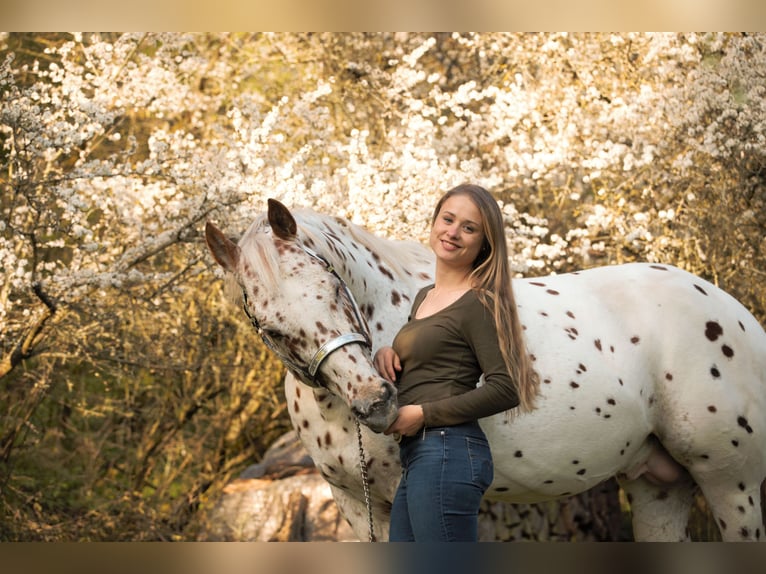 Appaloosa Semental 14 años 163 cm Atigrado/Moteado in Kirtorf