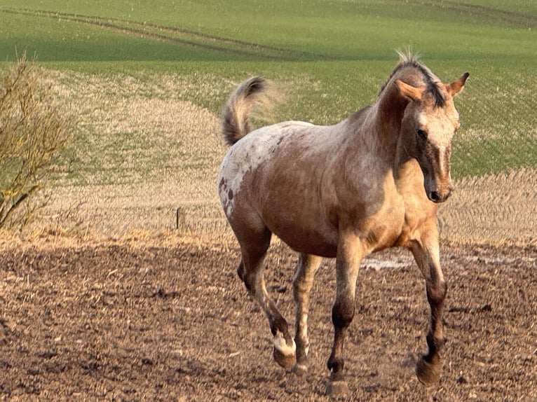Appaloosa Semental 15 años 165 cm Ruano alazán in Kaltohmfeld