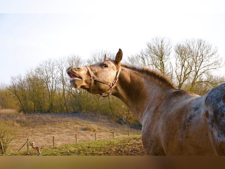 Appaloosa Semental 15 años 165 cm Ruano alazán in Kaltohmfeld