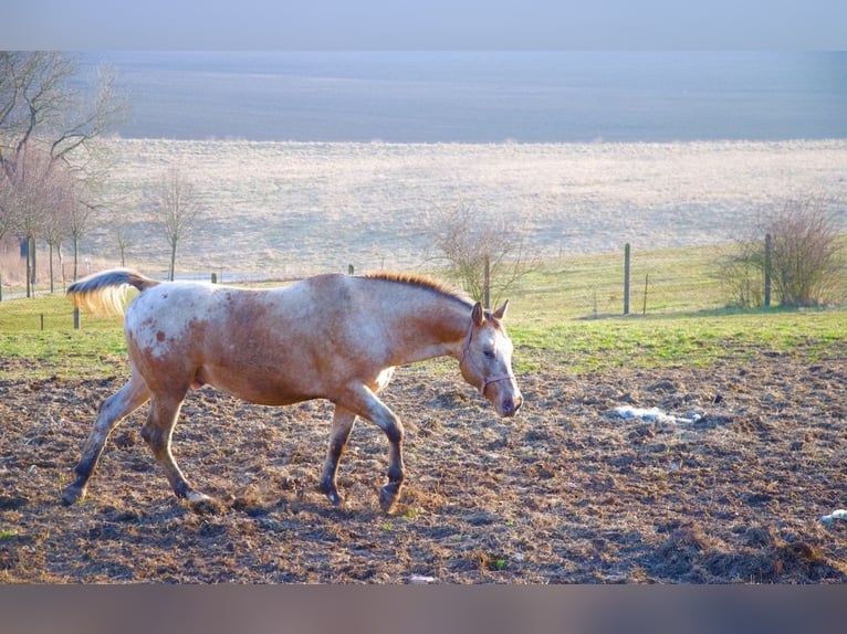 Appaloosa Semental 15 años 165 cm Ruano alazán in Kaltohmfeld