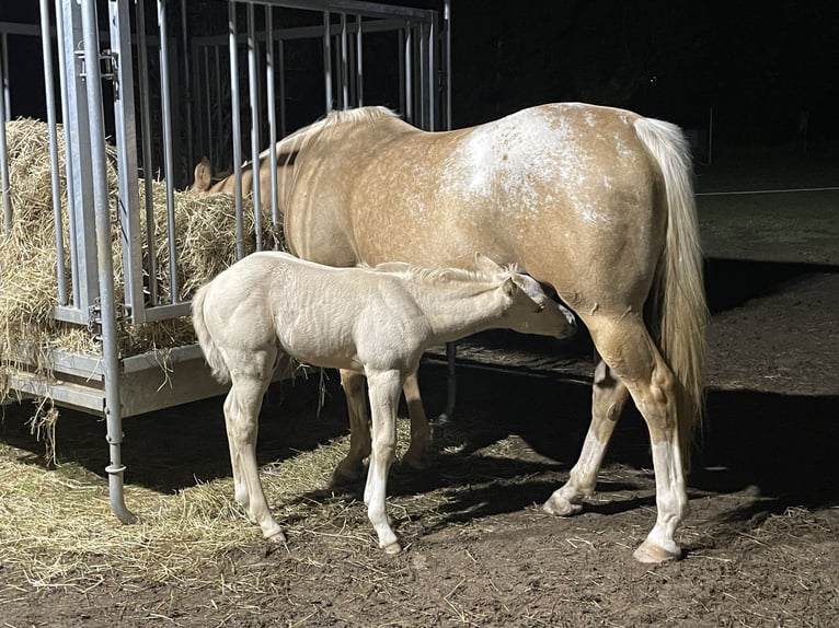 Appaloosa Semental 1 año 120 cm Palomino in Neukirchen-Balbini