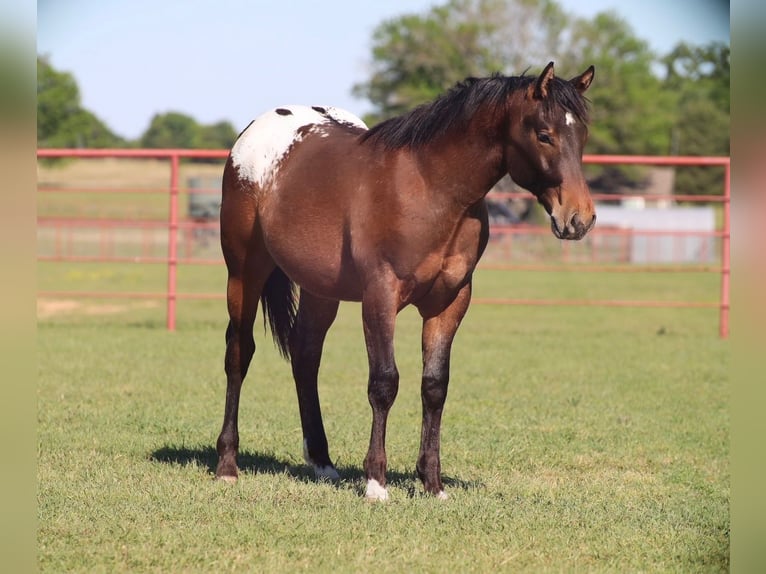 Appaloosa Semental 1 año 142 cm Castaño rojizo in Grand Saline