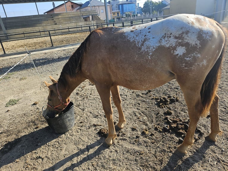 Appaloosa Mestizo Semental 1 año 145 cm Atigrado/Moteado in Hervededo