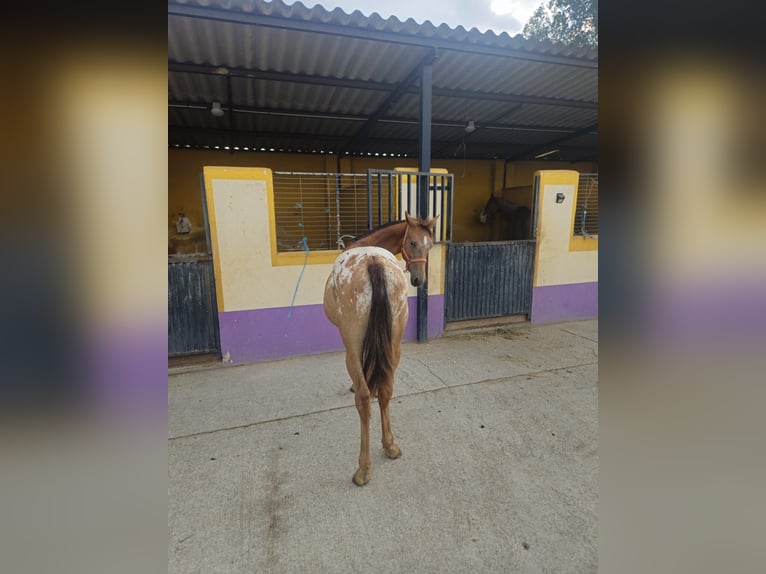 Appaloosa Mestizo Semental 1 año 145 cm Atigrado/Moteado in Hervededo