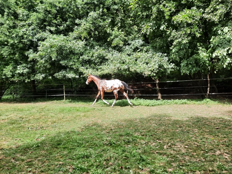 Appaloosa Semental 1 año 148 cm Castaño in Odenbach Appaloosa Semental 1 año 148 cm Castaño in Odenbach