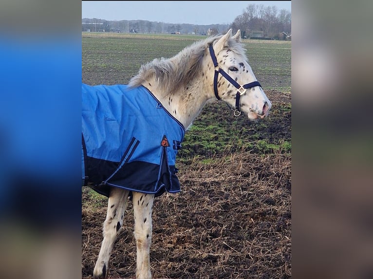 Appaloosa Semental 1 año 150 cm Atigrado/Moteado in Egmond-Binnen