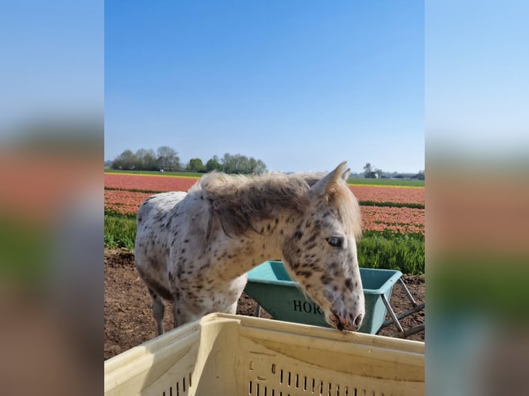 Appaloosa Semental 1 año 150 cm Atigrado/Moteado in Egmond-Binnen