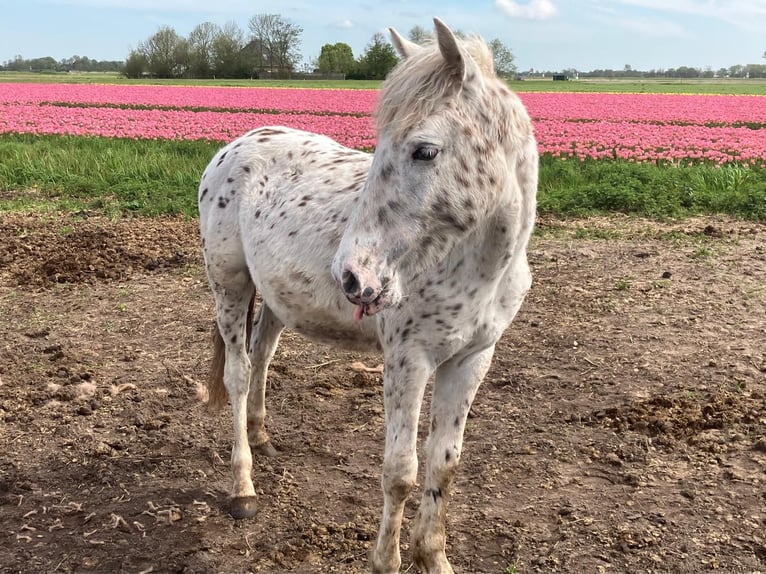 Appaloosa Semental 1 año 150 cm Atigrado/Moteado in Egmond-Binnen