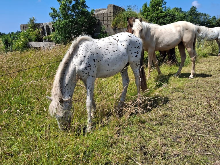 Appaloosa Semental 1 año 150 cm Atigrado/Moteado in Egmond-Binnen